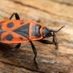 Bedbug Extermination