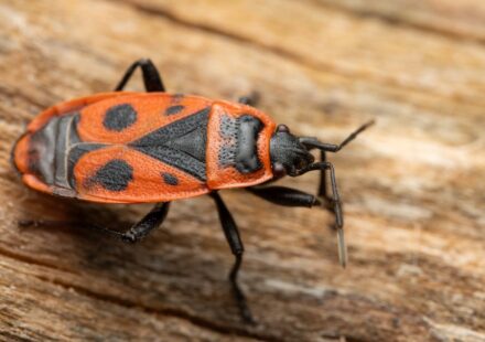 Bedbug Extermination