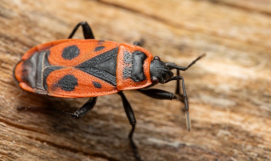 Bedbug Extermination