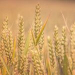 organic agricultural supplies