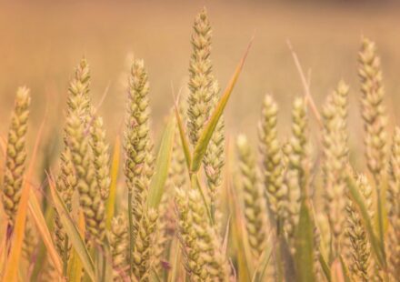organic agricultural supplies