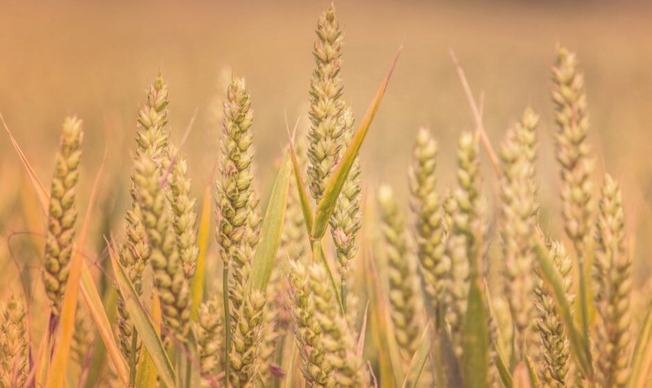 organic agricultural supplies