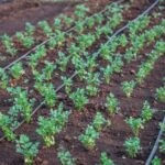 irrigation system