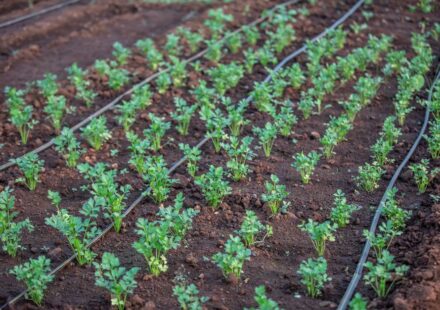 irrigation system
