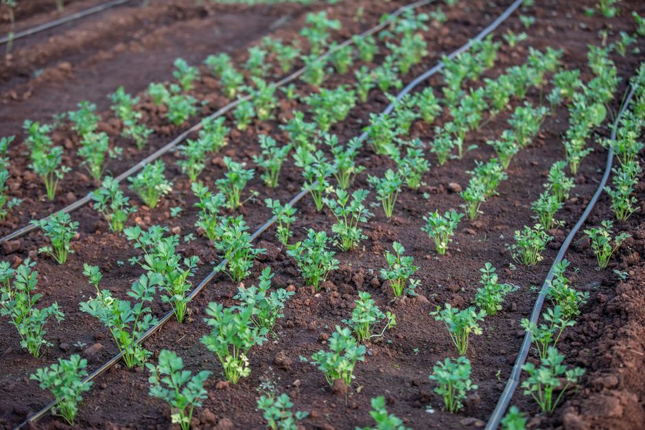 irrigation system