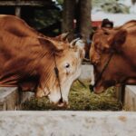 supplier of livestock feed
