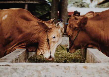 supplier of livestock feed