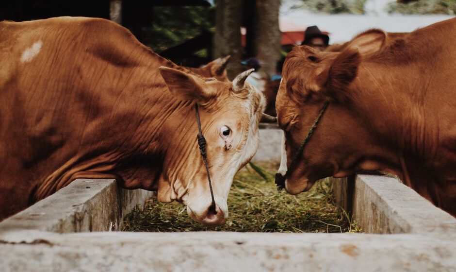 supplier of livestock feed