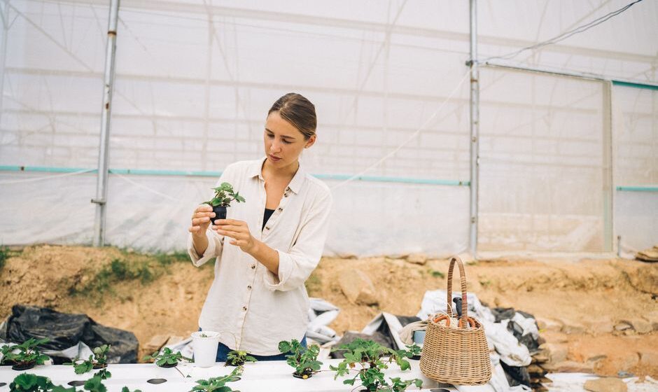 aquaponics kit