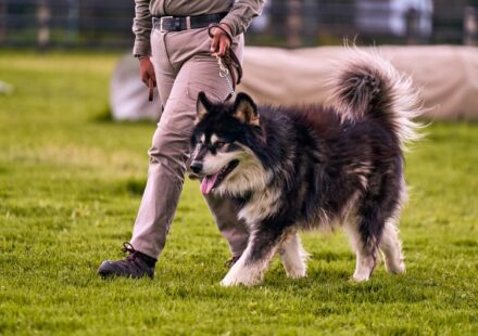 犬のしつけ教室