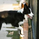 pet boarding facility