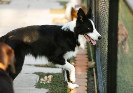 pet boarding facility