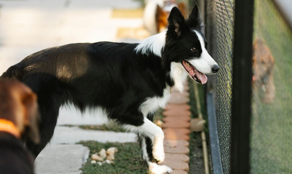 pet boarding facility