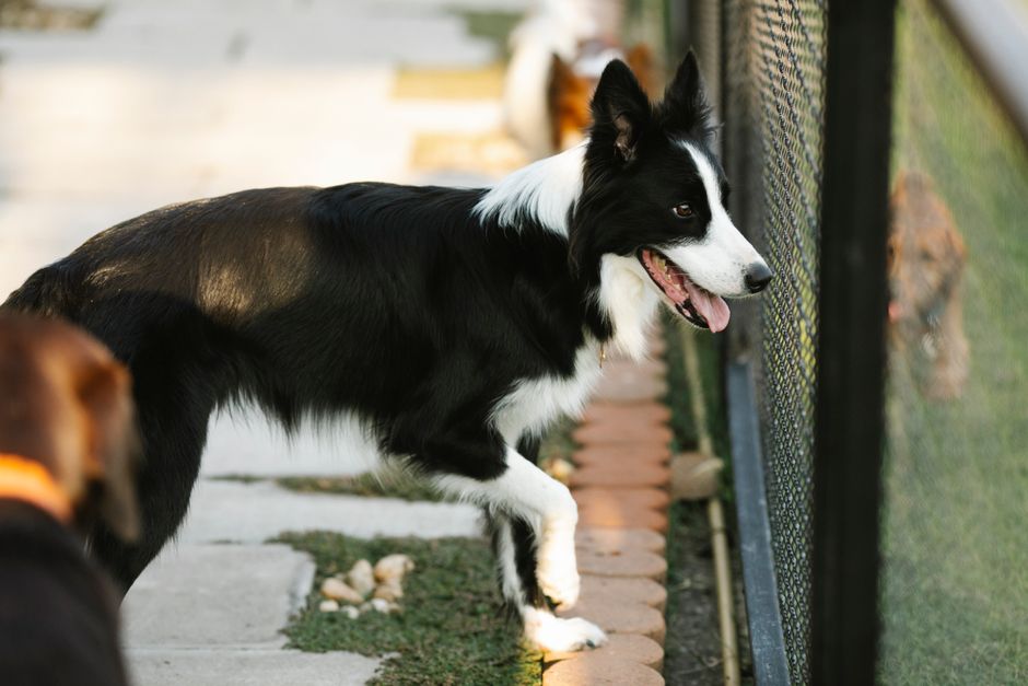 pet boarding facility