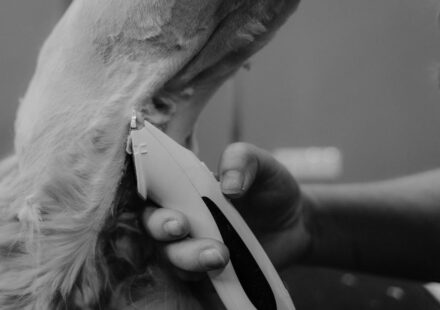 peluquería canina cerca
