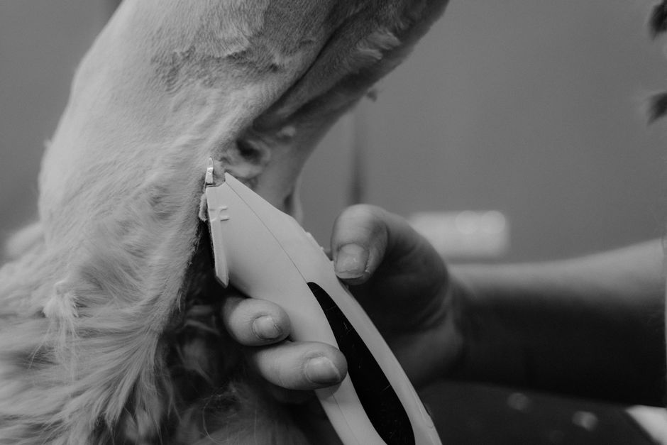 peluquería canina cerca