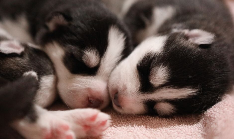 criador cachorros cerca