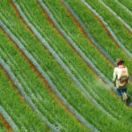 crop insurance