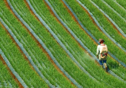 crop insurance