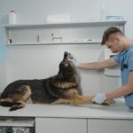clínica veterinaria reserva