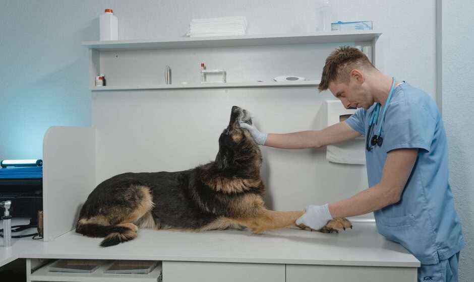 clínica veterinaria reserva