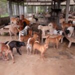 犬の保育園