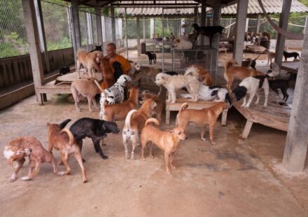 犬の保育園