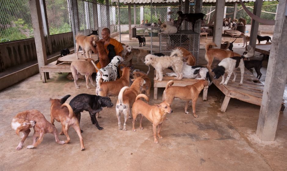 犬の保育園
