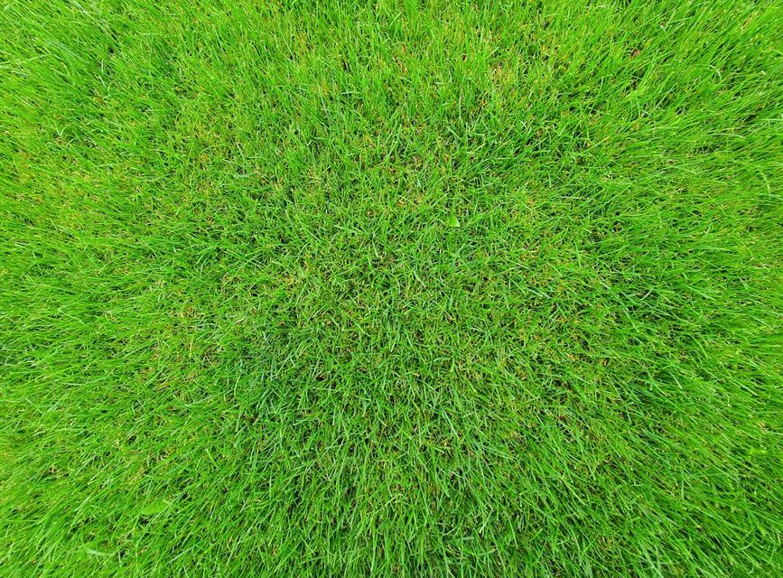 芝刈り 定期 業者